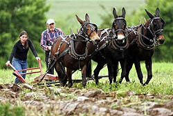 Horse-and-Plow Farming Making a Comeback