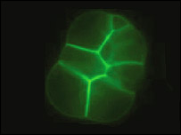 Science–Life Comes From Chemicals–No Chance!