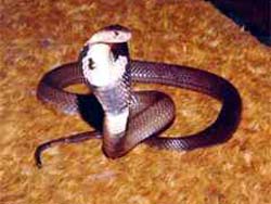 Cobras in Srila Prabhupada’s Quarters