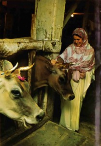 Cow protection, a mainstay of Vedic culture, contributes to the prosperity of ISKCON's many farm communities.